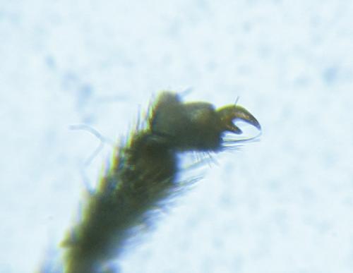 Empria longicornis