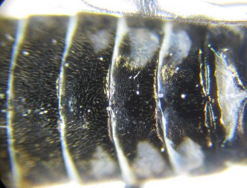 Réf. 225 479 : Empria longicornis