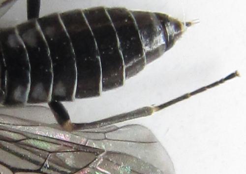 Réf. 225 480 : Empria longicornis