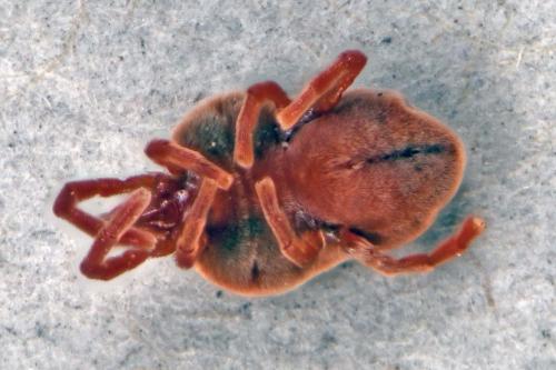 Réf. 225 165 : Allothrombium sp.