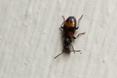Réf. 225 695 : Anthicus sp.