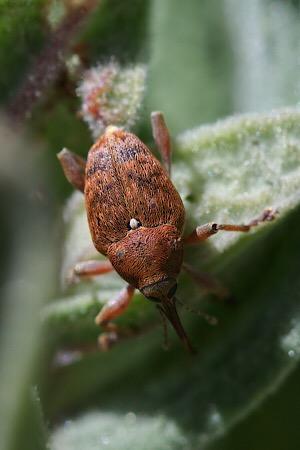 Réf. 225 878 : Curculio nucum