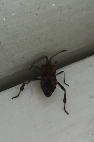 Leptoglossus occidentalis