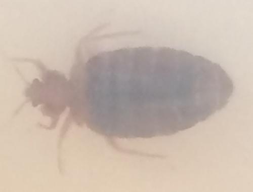Cimex sp.