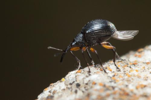 Réf. 225 728 : Protapion sp.