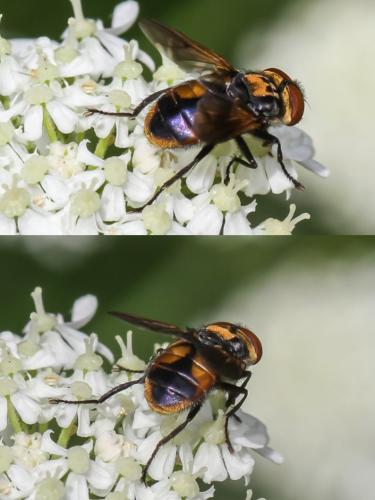 Réf. 225 921 : Phasia aurigera