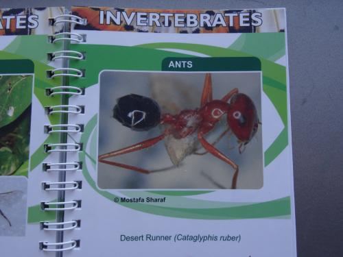 Indéterminé
