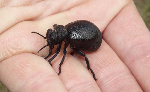 Réf. 225 325 : Meloe tuccius