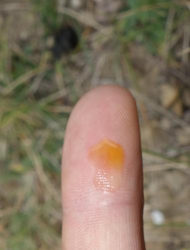 Réf. 225 327 : Meloe tuccius