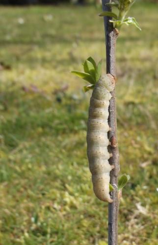 Ammopolia witzenmanni