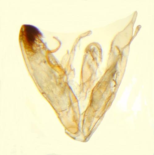 Réf. 225 260 : Emmelina monodactyla