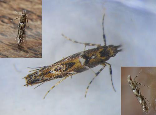 Acrocercops brongniardella
