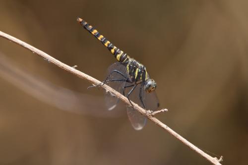 Onychothemis testacea