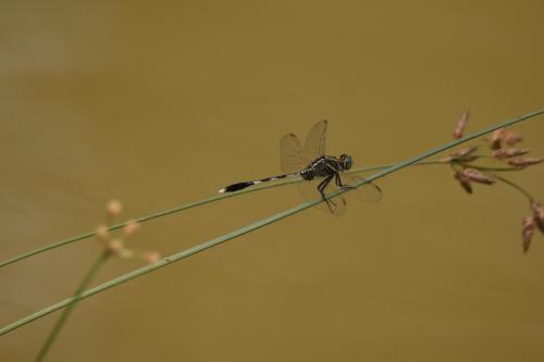 Orthetrum sabina