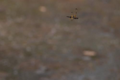 Rhyothemis phyllis