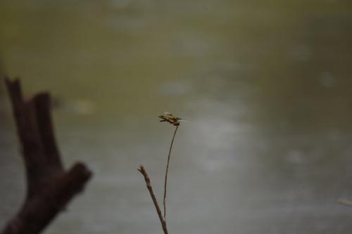 Rhyothemis variegata