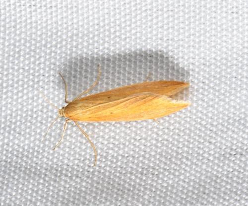 Donacaula forficella
