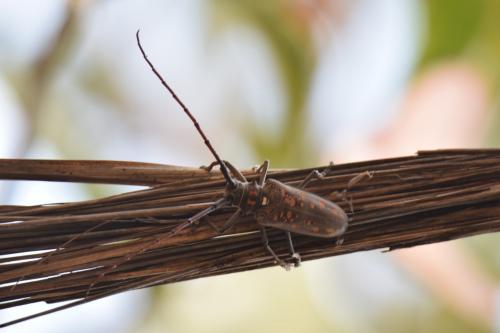 Réf. 225 168 : Batocera sp.