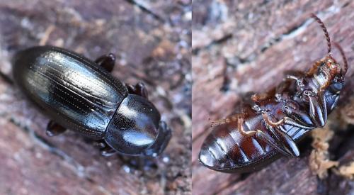 Nalassus assimilis