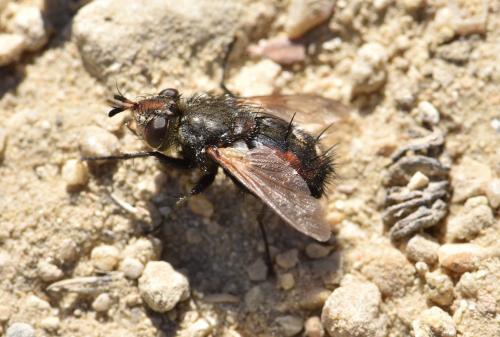 Réf. 225 250 : Peleteria sp.