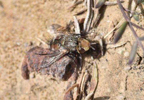 Gonia ornata