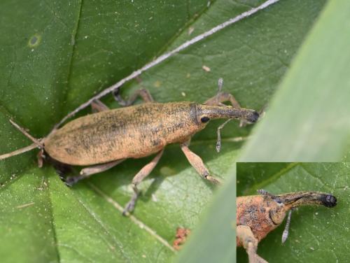 Lixus pulverulentus