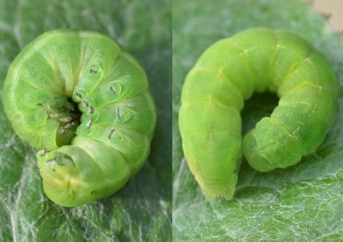 Phlogophora meticulosa