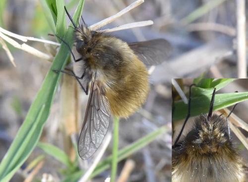 Réf. 225 811 : Bombylius trichurus
