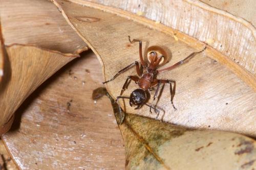 Polyrhachis bihamata