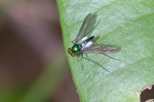 Chrysosoma sp.