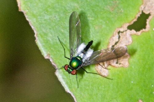 Chrysosoma sp.