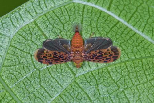 Réf. 225 965 : Coelidiinae inconnu