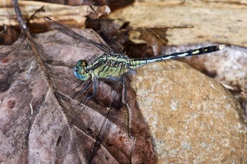Réf. 225 925 : Diplacodes trivialis
