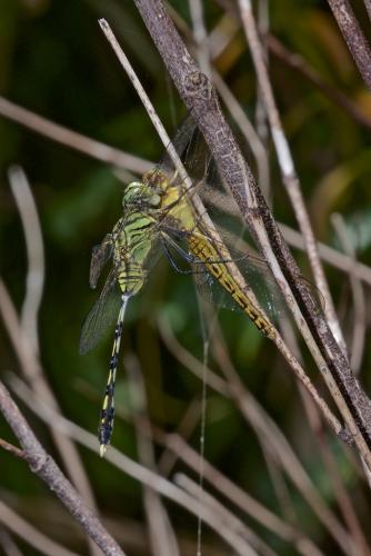 Orthetrum sabina