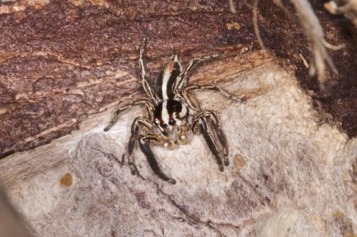 Réf. 225 919 : Plexippus paykulli