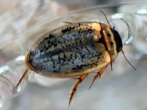 Agabus nebulosus