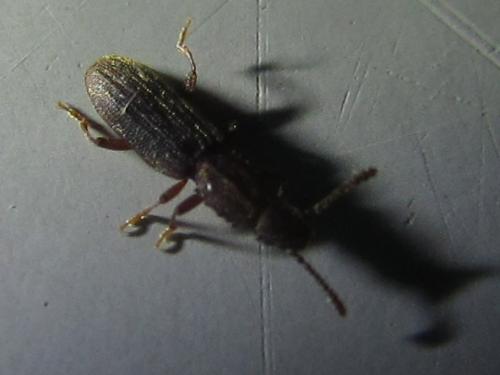 Oryzaephilus sp.