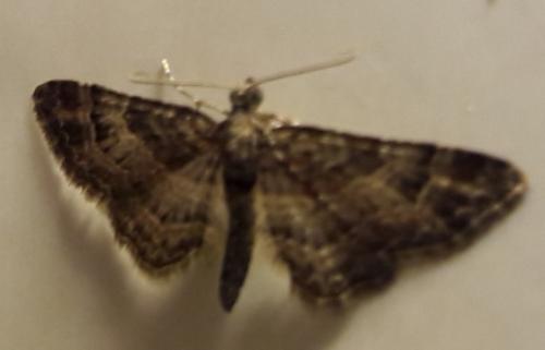 Gymnoscelis rufifasciata