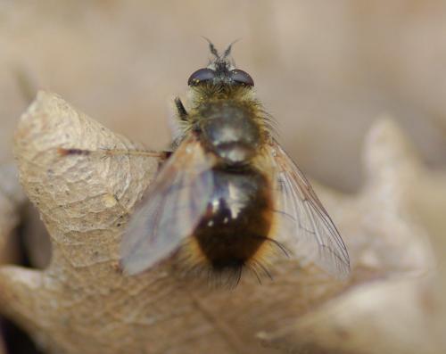 Tachina lurida