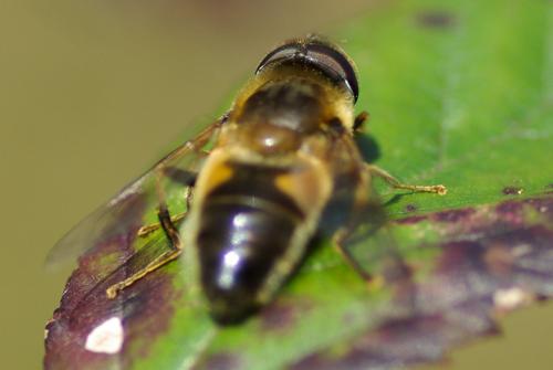 Réf. 225 280 : Eristalis pertinax
