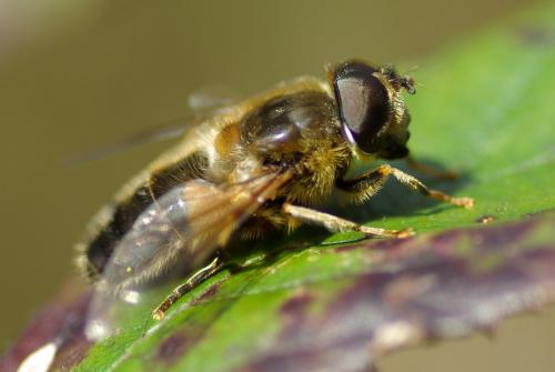 Réf. 225 281 : Eristalis pertinax