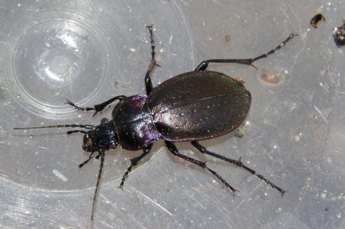 Carabus nemoralis