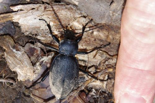 Réf. 225 629 : Carabus coriaceus