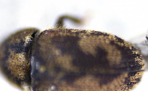 Réf. 225 939 : Hylesinus varius