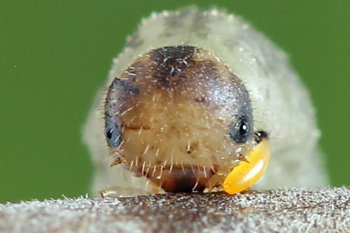 Réf. 225 047 : Rhogogaster scalaris