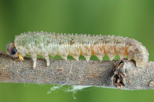 Réf. 225 045 : Rhogogaster scalaris