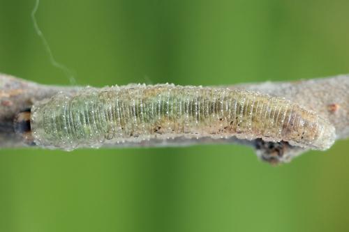 Rhogogaster scalaris