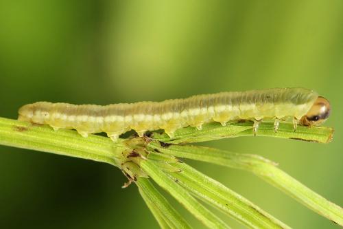 Réf. 225 362 : Oncodolerus eversmanni