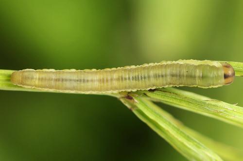 Réf. 225 363 : Oncodolerus eversmanni