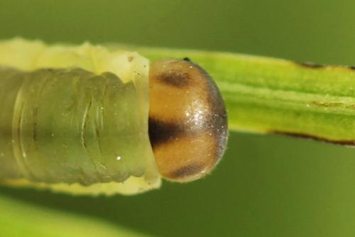 Réf. 225 365 : Oncodolerus eversmanni